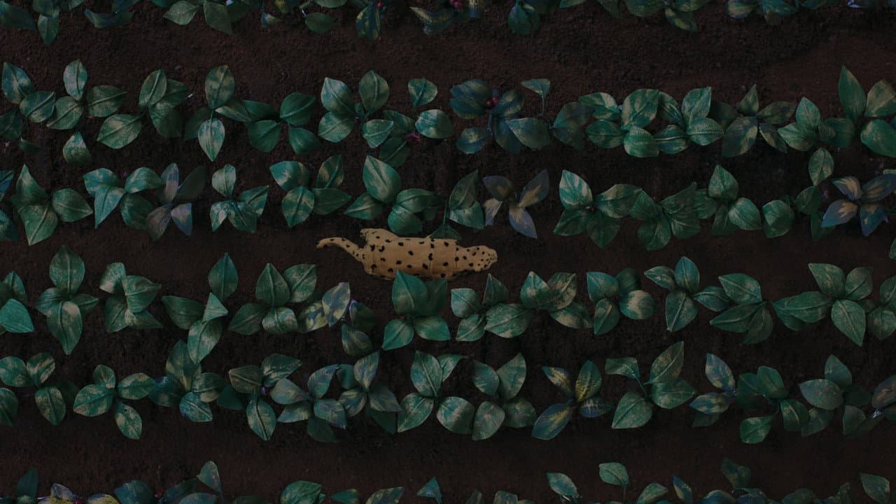 El canto del jaguar