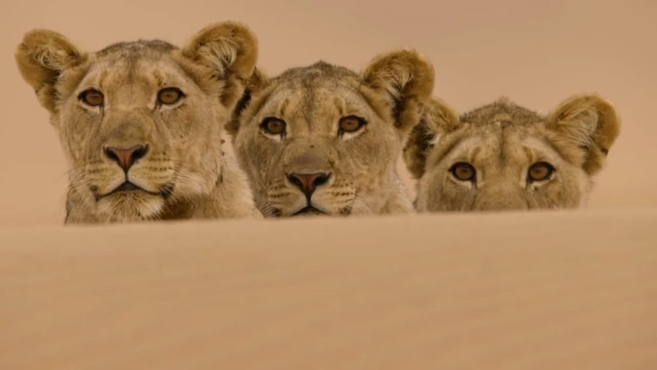 Die Wüstenlöwen der Namib - Aufbruch und Wiederkehr