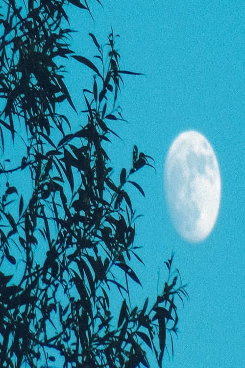 Aygözcüsünün Ayışığı Hayali