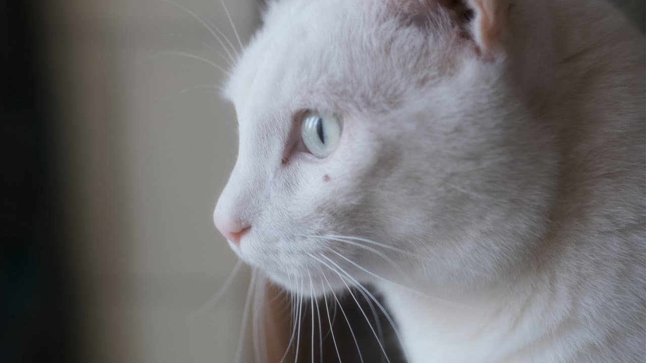 Tre gatti