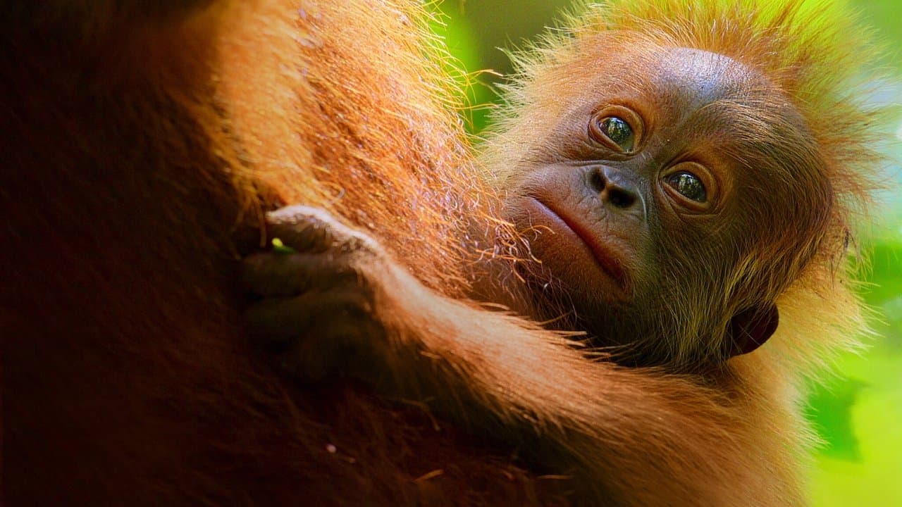 Orangutanların Gizli Yaşamı