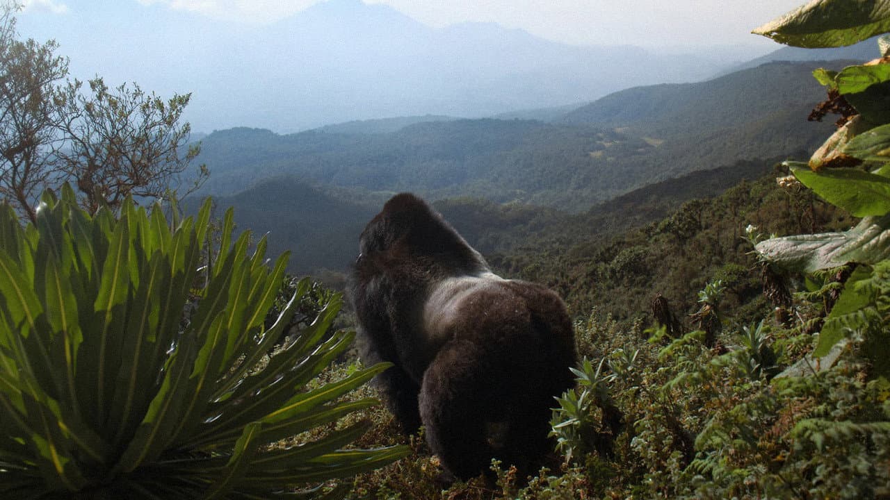 David Attenborough: Bir Goril Hikâyesi