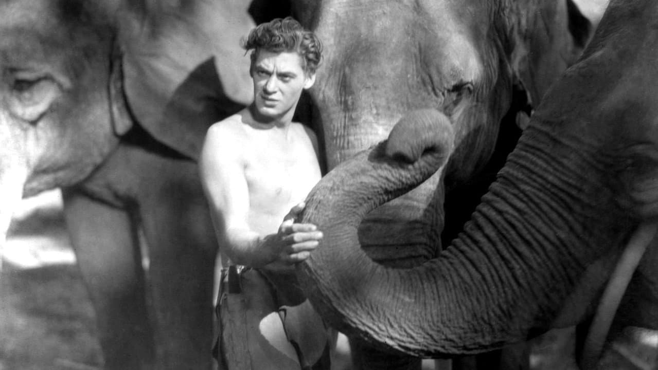 Maymun Adam Tarzan