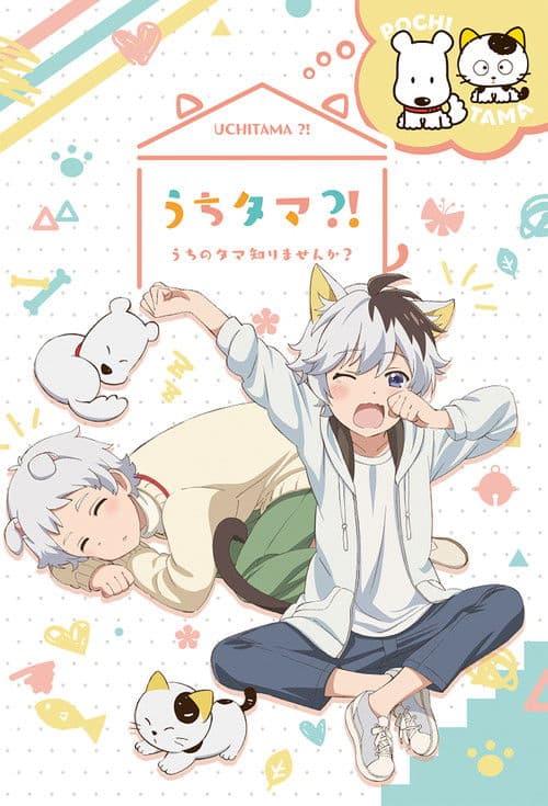 うちタマ?! ~うちのタマ知りませんか?~